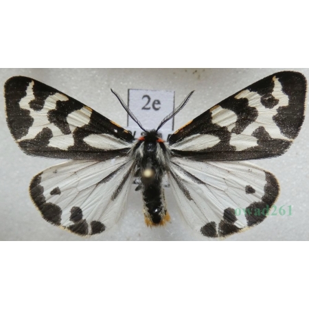 Parasemia plantaginis (Linnaeus, 1758) form white Niedźwiedziówka babkówka, misiówka czwórka Poland2e